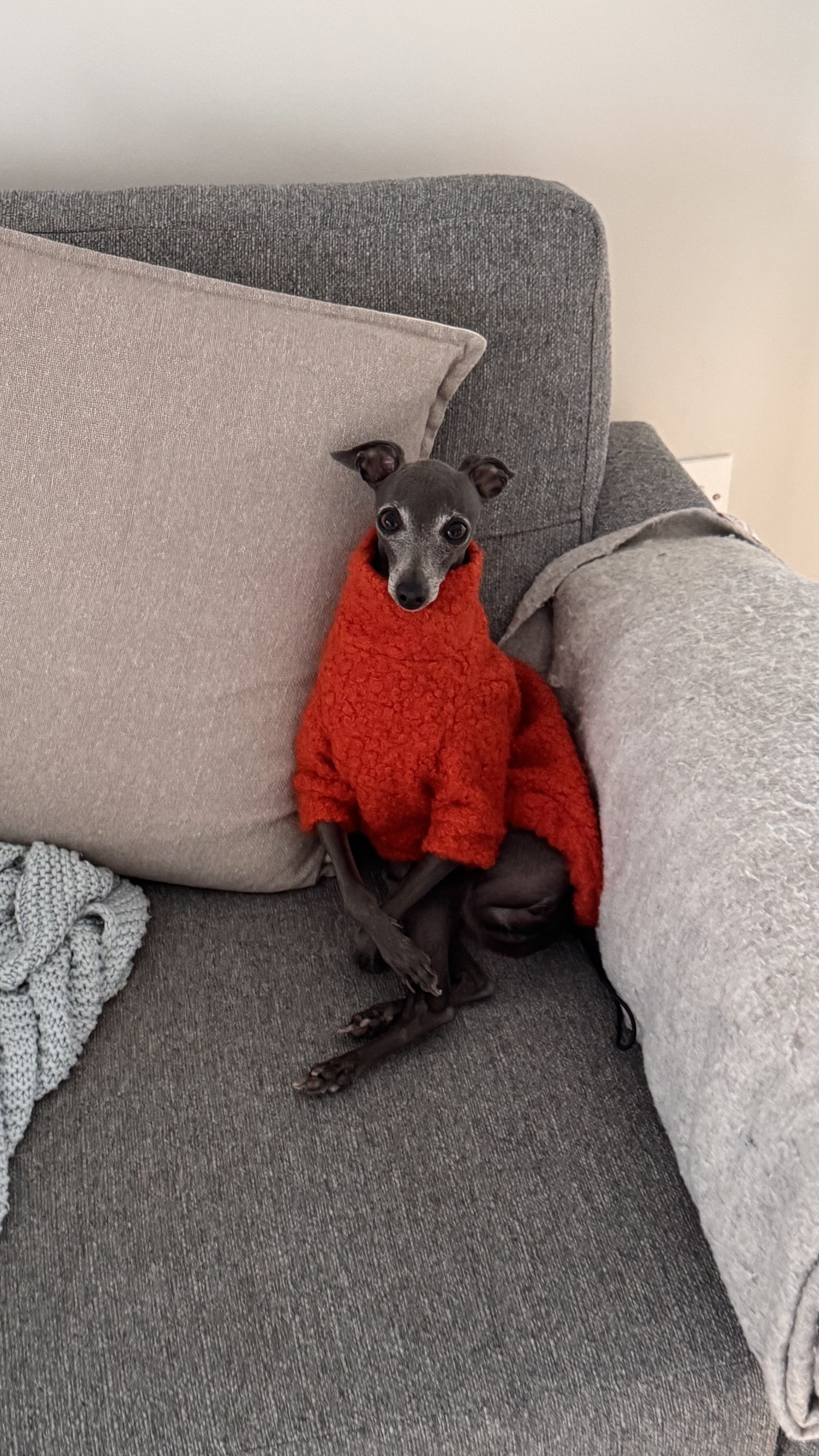 Chicken wearing luxury coat