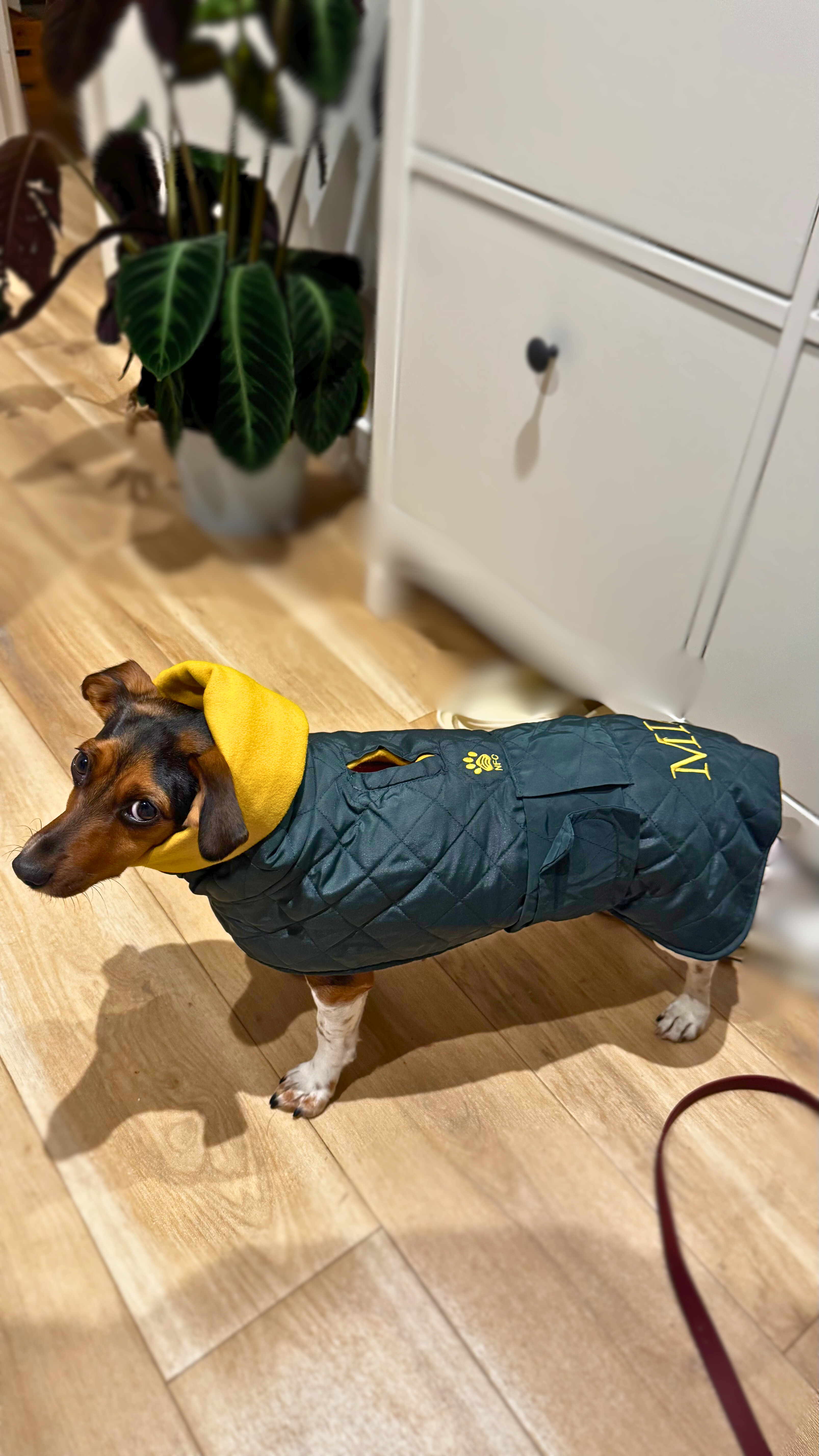 Elegant dog wearing luxury waterproof handmade coat